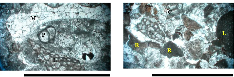 Figure 7.  Thin section photographs showing biota within the matrix of coral boundstone (PT 9), scale is 1 mm