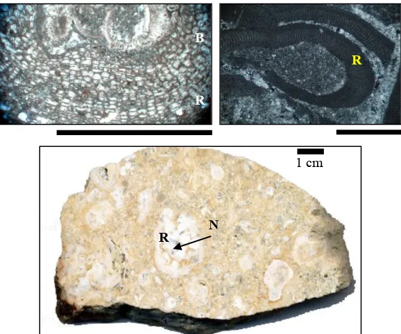 Figure 8.  Thin section photographs showing biota within the algal-foraminiferal packstone facies