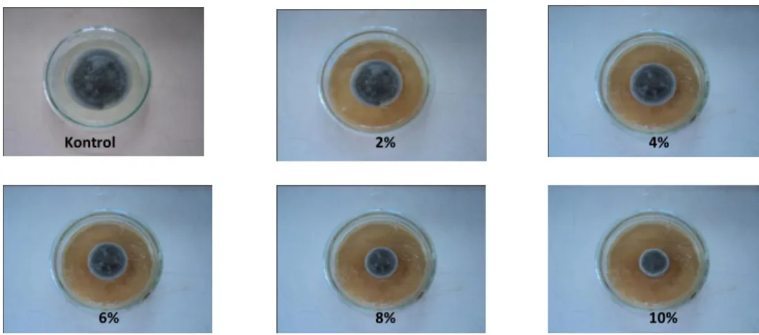 Gambar  2.  Toksisitas  Ekstrak  Daun  Srikaya  Terhadap  Pertumbuhan  Koloni  Jamur  Fusarium sp pada Hari ke-7 