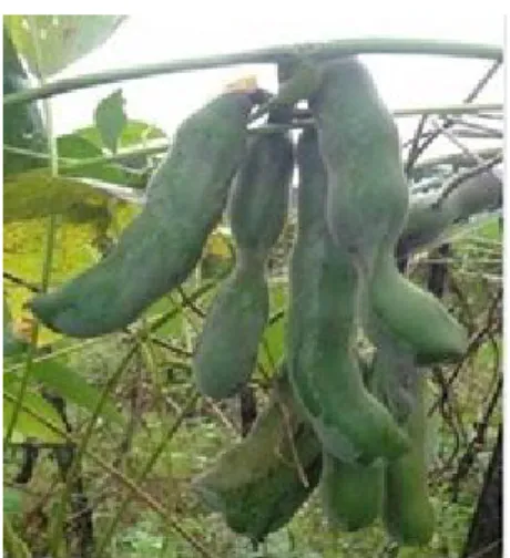 Gambar 2.5 Buah Koro Benguk