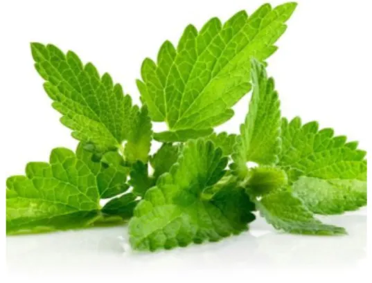 Gambar 2.4 Daun Mint  Sumber : http://www.sitkes.com