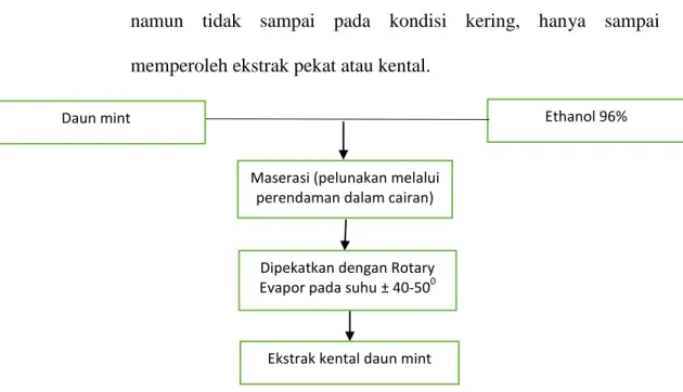 Gambar 3.1 Skema Pembuatan Ekstrak Daun Mint 