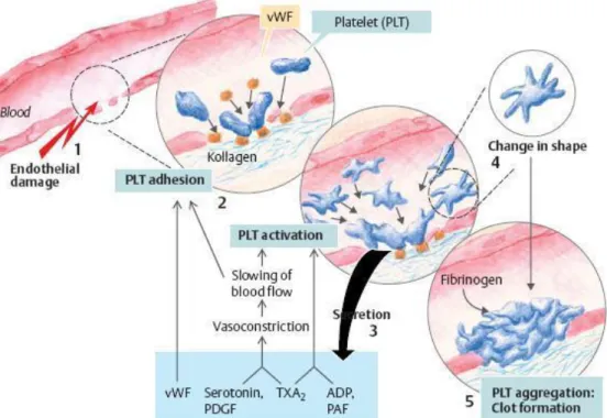 Gambar 2.1 Hemostasis yang Dimediasi oleh Platelet (Despopoulos, 2003) 13