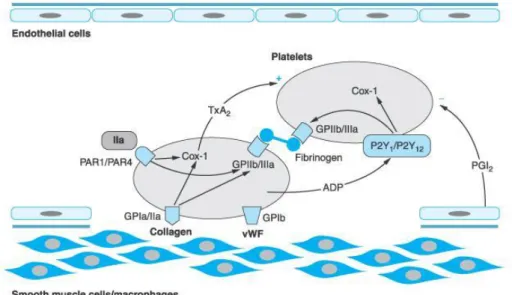 Gambar 2.2 Adesi dan Agregasi Platelet (Brunton, 2006)  14