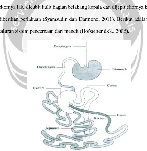 Gambar 14. Saluran Sistem Pencernaan Mencit (Hofstetter dkk., 2006)  Mencit  memiliki  sifat  mudah  marah,  penakut,  fotofobik,  mudah  bersembunyi  dan  berkumpul