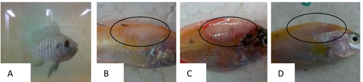 Gambar 1. Gejala Klinis Ikan Nila Pasca Infeksi A. hydrophila 