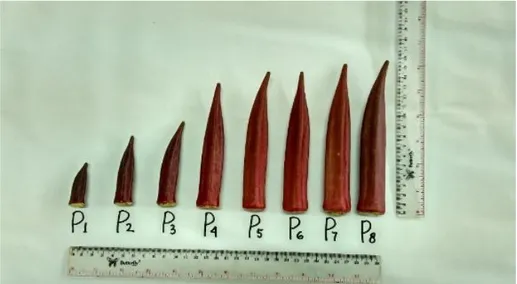 Gambar 1. buah okra merah pada berbagai umur panen. 