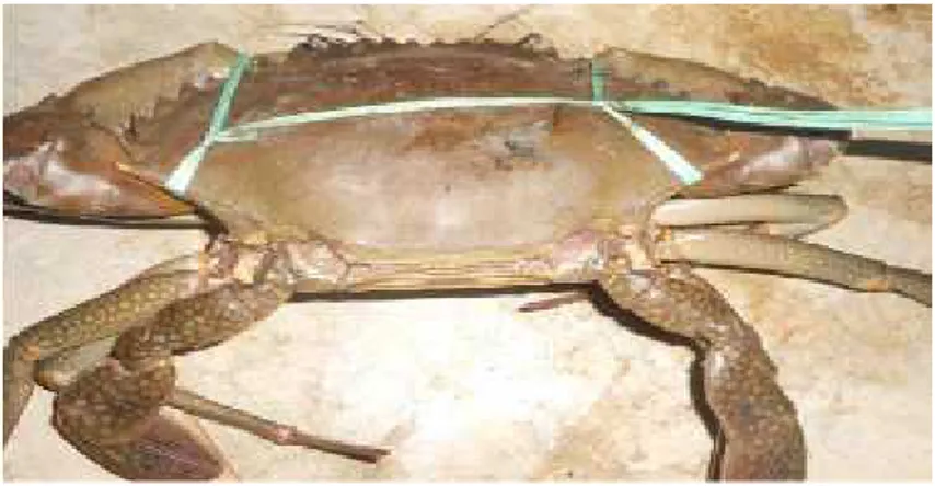 Gambar 13. Kepiting Bakau (Scylla serrata)
