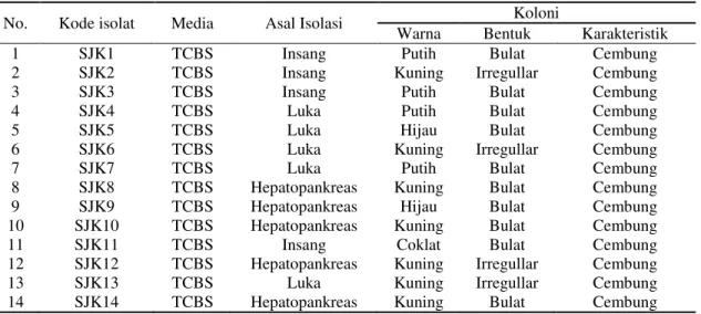 Tabel 1. Karakter Isolat Berdasarkan Warna, Bentuk, serta Karakteristik Koloni dari Isolasi Kepiting Bakau  (S.serrata)