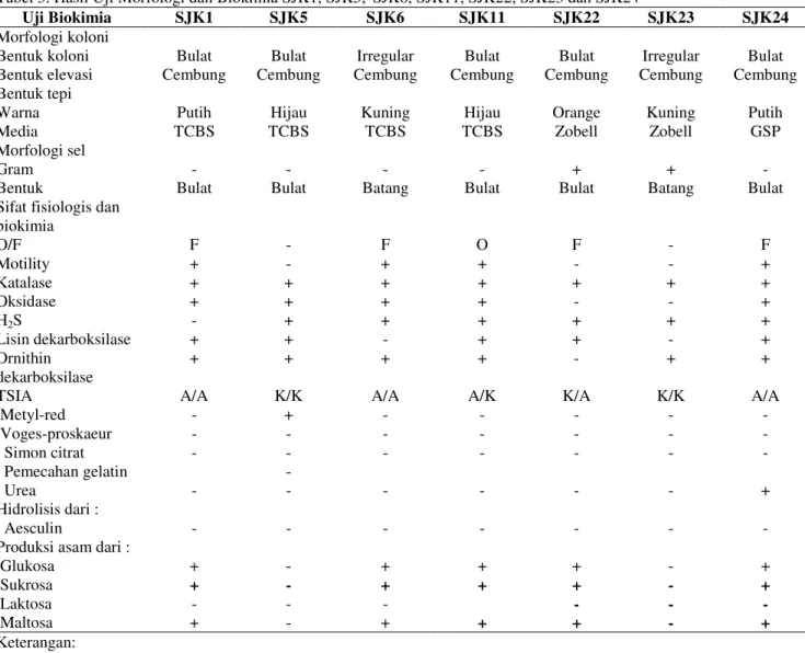 Tabel 3. Hasil Uji Morfologi dan Biokimia SJK1, SJK5,  SJK6, SJK11, SJK22, SJK23 dan SJK24 