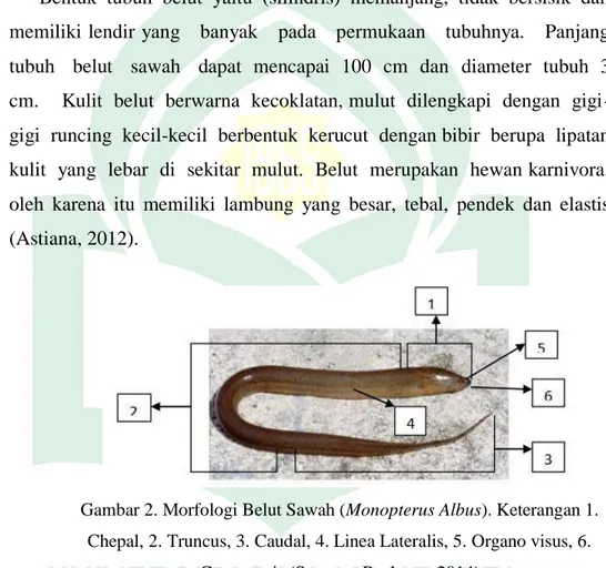 Gambar 2. Morfologi Belut Sawah (Monopterus Albus). Keterangan 1.  Chepal, 2. Truncus, 3