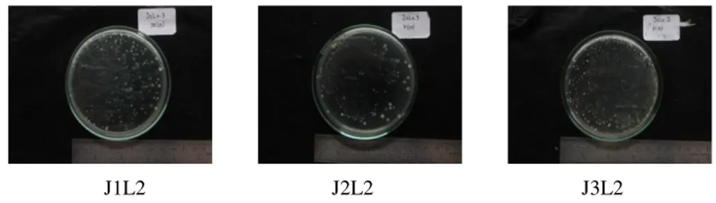 Gambar 4.3 Jumlah populasi bakteri pada sampel dengan lama  perendaman  17 jam  Keterangan : 