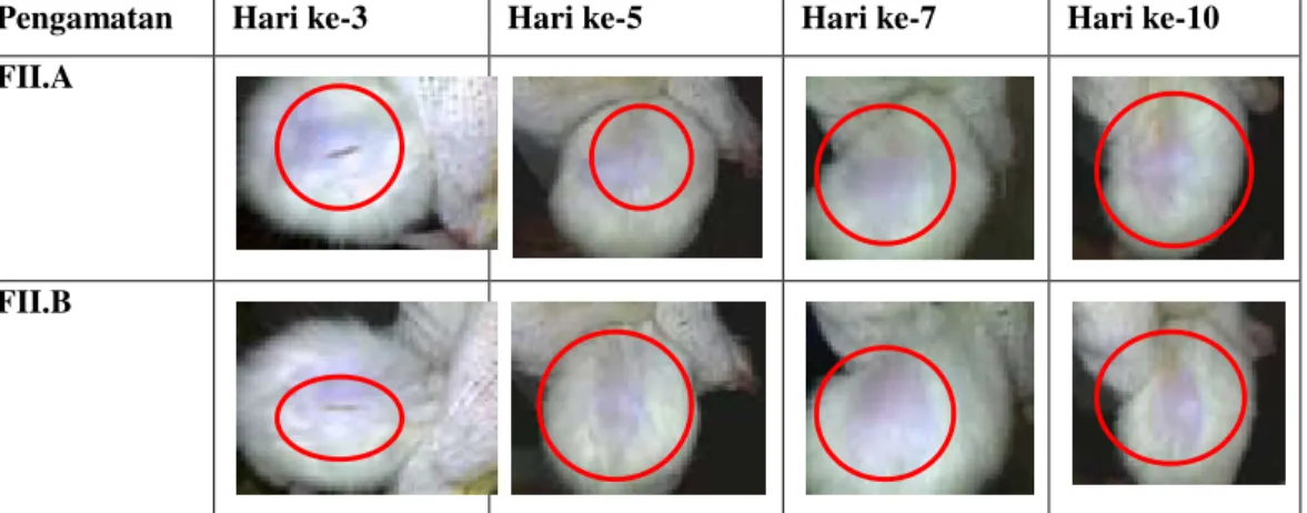 Gambar 1 : Gambar kesembuhan luka pada tikus yang dioleskan salep dengan ekstrak 25%    pada basis hidrokarbon dan salep dengan ekstrak 25% pada basis serap 