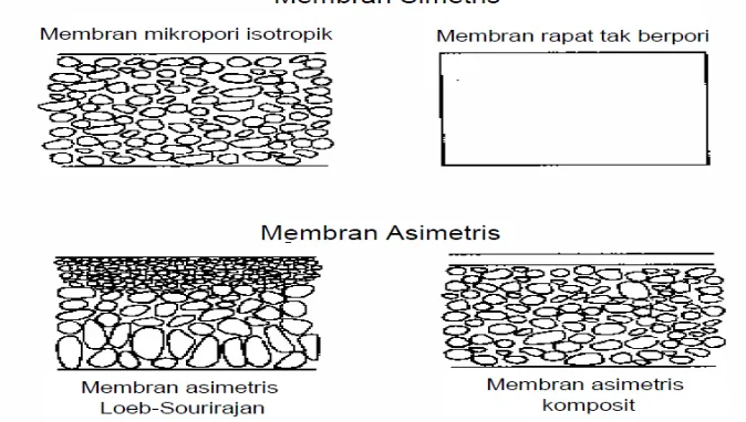 Gambar 2. Penampang membran simetris dan asimetris  