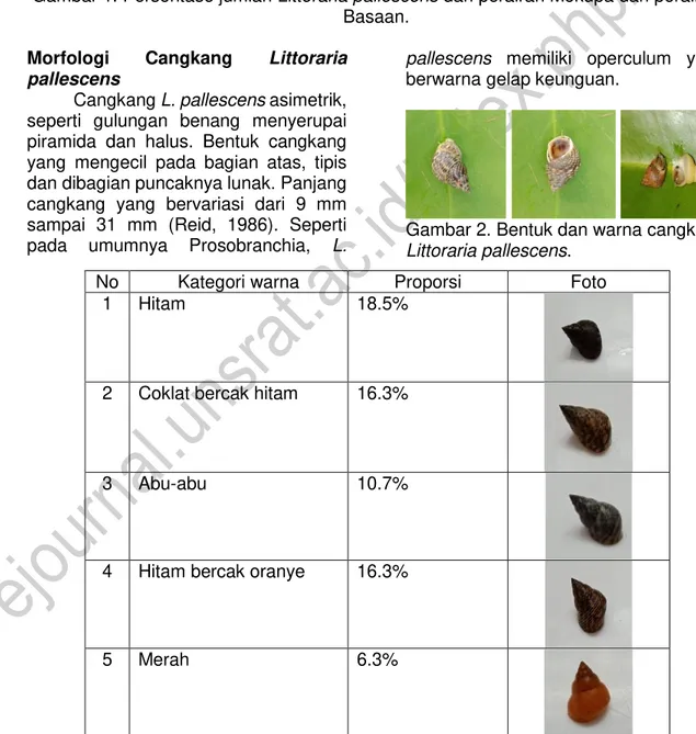 Gambar 2. Bentuk dan warna cangkang  Littoraria pallescens. 