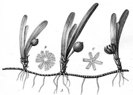 Gambar 6. Thallasia hemprichii (http://www.plantsystematics.org/imgs/) 