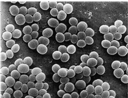 Gambar 10. Bentuk koloni Staphylococcus aureus (Fardiaz, 1993) 