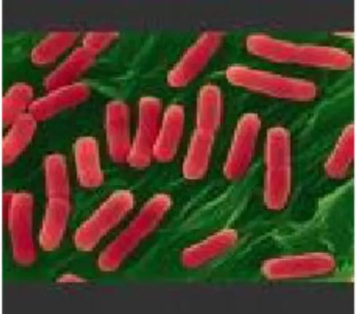 Gambar 2. 2 Struktur tubuh Escherichia coli (Sumber: Kunkel 2009) 