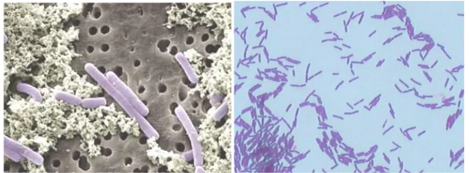 Gambar 2. 3 Lactobacillus casei(Noegroho, 2007). 