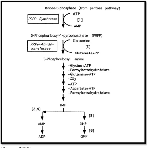 Gambar 2.1  Biosintesis Purin 