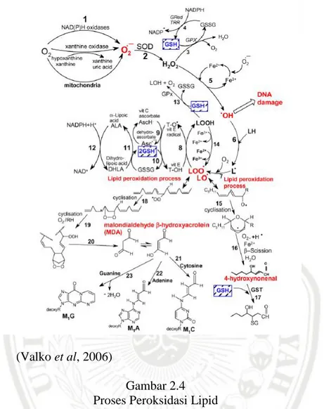 Gambar 2.4  Proses Peroksidasi Lipid 