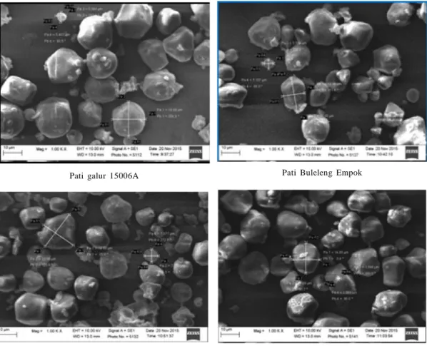 Gambar  1.   Ukuran  dan  bentuk  granula  beberapa  pati  sorgum  (SEM)  2500x  (Suarni  et  al
