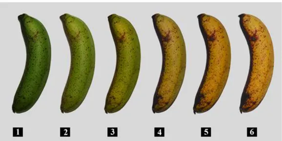 Gambar 2.  Indeks  skala  warna  kematangan  buah  pisang  Barangan  (1)  hijau,  (2)  hijau  dengan  sedikit  kuning,  (3)  hijau  kekuningan,  (4)  kuning  lebih  dominan  dari  hijau, (5) kuning dengan ujung hijau dan (6) kuning penuh