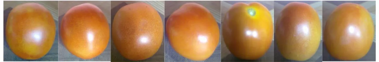 Gambar 4.3 A. Tomat sebelum dilapisi dengan hidrokoloid nabati, B. Tomat yang sudah dilapisi  hidrokoloid nabati setelah penyimpanan 10 hari