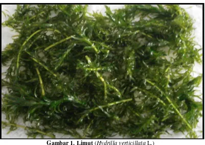 Gambar 1. Limut (Hydrilla verticillata L.) 
