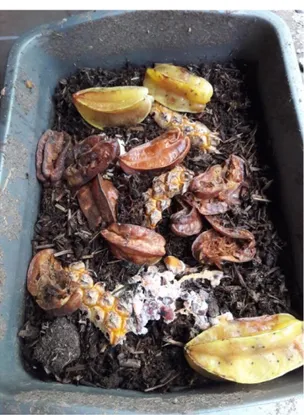 Gambar 2. Pemanfaatan sampah organik pasar sebagai media budidaya cacing tanah Eisenia fetida 