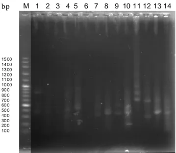 Gambar 2.  Hasil amplifikasi DNA lalat buah dengan PCR mengunakan  marker 100 bp (M),  nomor 1 sampai 14 adalah  B