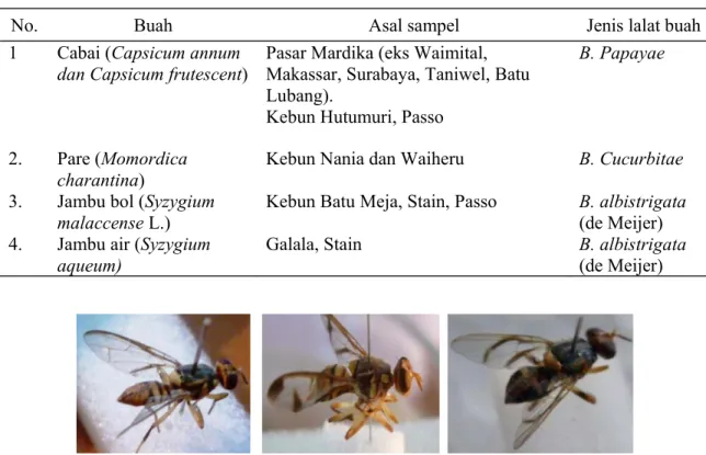 Tabel 2. Spesies Lalat Buah (Famili Tephritidae) yang Ditemukan pada Cabai, Pare, Jambu Bol,  Jambu Air di Kota Ambon 