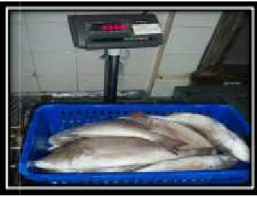 gambar 4. proses penimbangan ikan