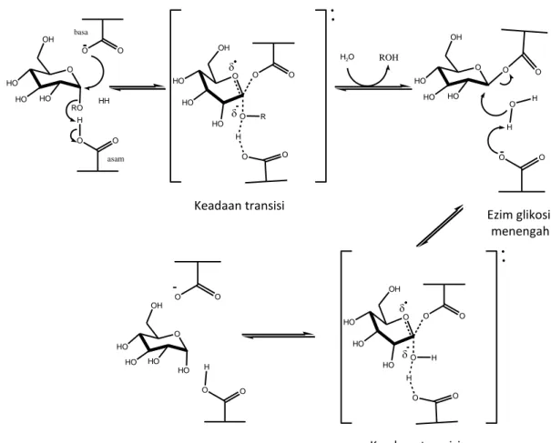 Gambar 4. Mekanisme Reaksi Pertahanan α-Glukosidase            