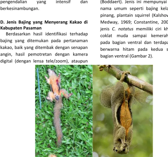Gambar 2.   Bajing kelapa (Callosciurus notatus) yang berhasil ditangkap di lapangan (kiri) dan  gambar jenis yang sama dari Ecology Asia (2016) (kanan)