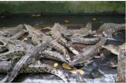 Gambar : Buaya Muara (Crocodillus forossus)   