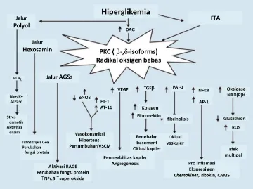 Gambar 2.5. Gambar skematik konsekuensi  metabolik dari overload Hiperglikemia megakibatkan terakumulasinya hiperglikemia dan free fatty acid  diacyl glycerol (DAG) yang bisa 