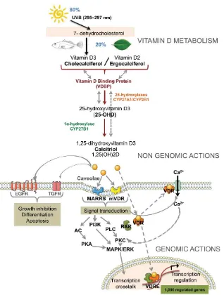Gambar 2.7.  Metabolisme dan aksi vitamin D 