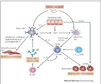 Gambar 2. Patogenesis asma alergi 