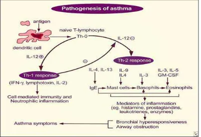 Gambar 3. Patogenesis asma 