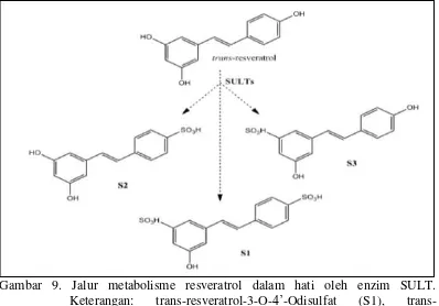Gambar 9. Jalur metabolisme resveratrol dalam hati oleh enzim SULT.            Keterangan: trans-resveratrol-3-O-4’-Odisulfat (S1), trans-resveratrol-4’-O-sulfat (S2), dan trans-resveratrol-3-O-sulfat (S3)