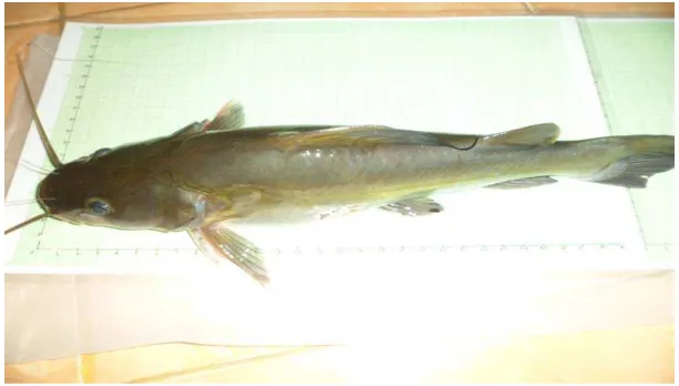 Gambar 2. Ikan Baung  