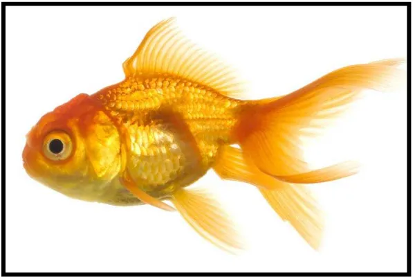 Gambar 2. Ikan Maskoki Oranda (Spencer) (www.tropicalifish.com, 2010) 