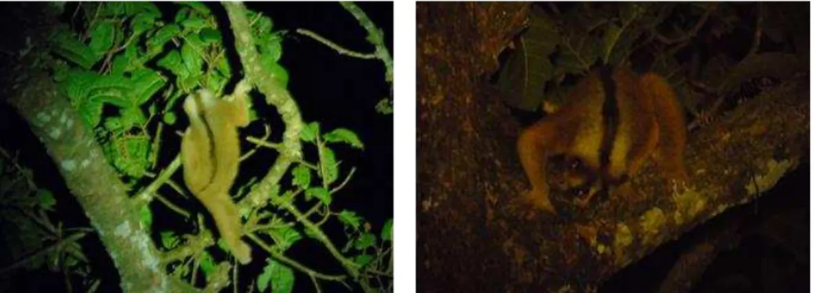 Gambar 2 Kukang Jawa sedang mencari makan (kiri) dan memakan getah gum  (kanan) (Sumber: Putri, 2017) 