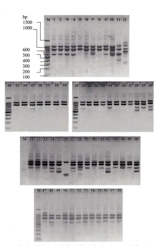 Gambar 1. Pola pita-pita RAPD pada 5 8 sampel cendana dengan primer OPA-16 Keterangan: Nomor sampel seperti pada Tabel 3