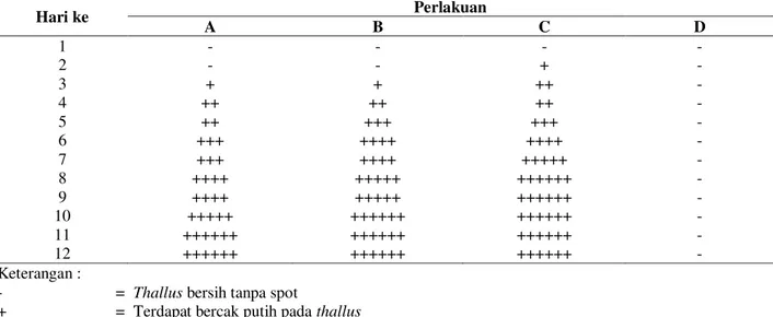 Tabel  1.  Gejala  Klinis  Rumput  Laut  (Eucheuma  cottonii)  Pasca  Perendaman  Bakteri  K4,  K5  dan  K6  dengan  Konsentrasi Bakteri yang Berbeda 