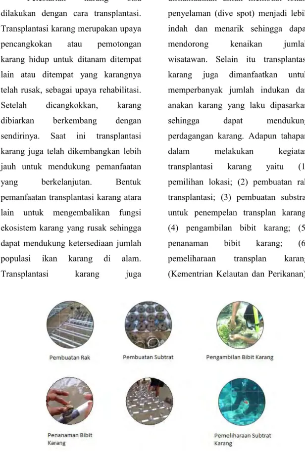 Gambar 2  : Proses pencangkokan karang  