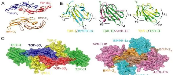 Gambar 5. Berbagai mode kompleks dengan reseptor TGF�bs dan BMP. (A) gambar struktur dimer ligan, dengan dua monomer dari TGF�β3 digambarkan TGF – β tipe II reseptor di tengah (masing�masing magenta dan hijau,), dan TGF�b tipe I dan tipe II reseptor di seb