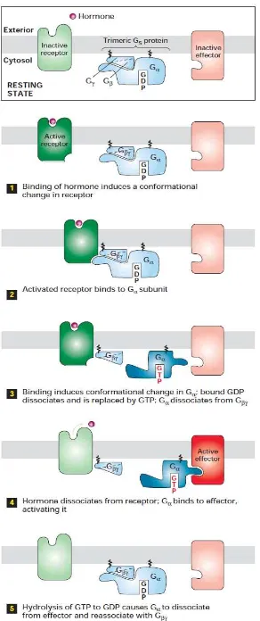 Gambar 20. Model Ligan-Induced Activation Protein Effektor 