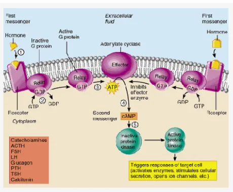 Gambar 21. G Protein Coupled Reseptor – Activated  Adenylate cyclase 